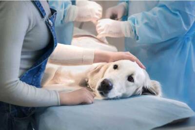 clinica veterinaria 24 horas